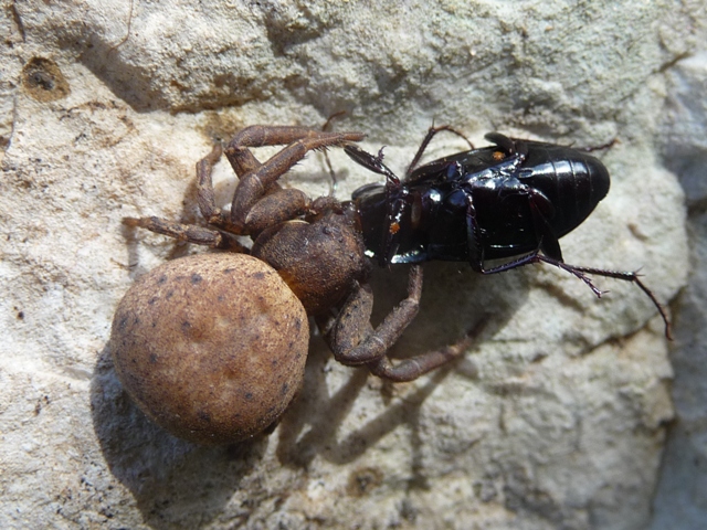 Xysticus sp.