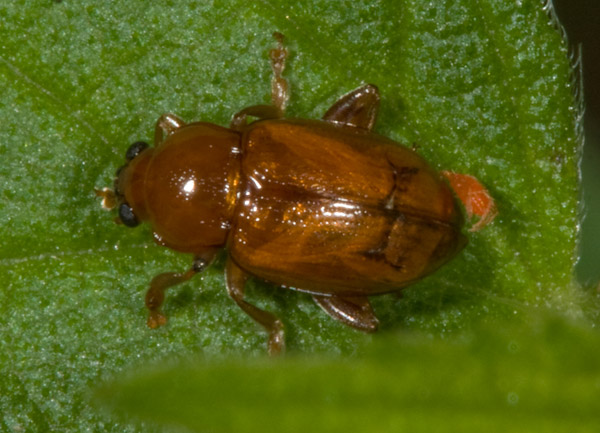 Chrysomelidae: Neocrepidodera sp., maschio