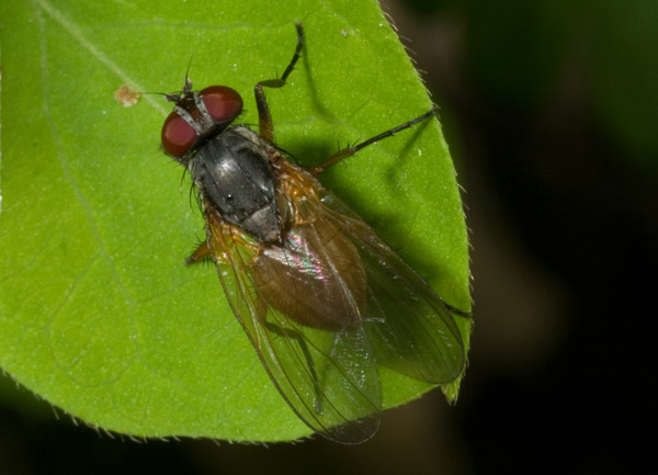 Fannia lustrator F (Fanniidae)