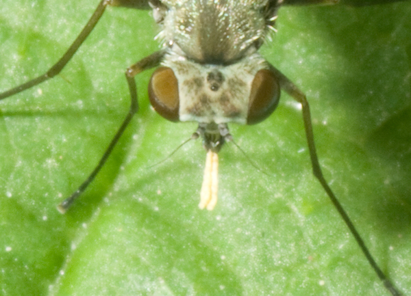 Impollinatore anomalo?