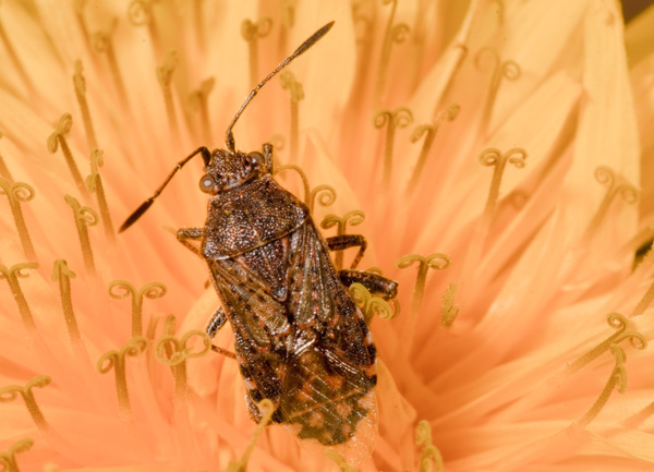 Rhopalidae: Stictopleurus cf punctatonervosus