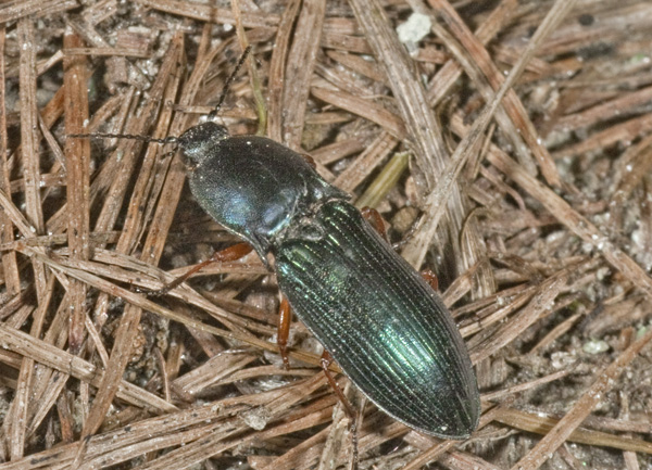 coleottero: Selatosomus aeneus (?)