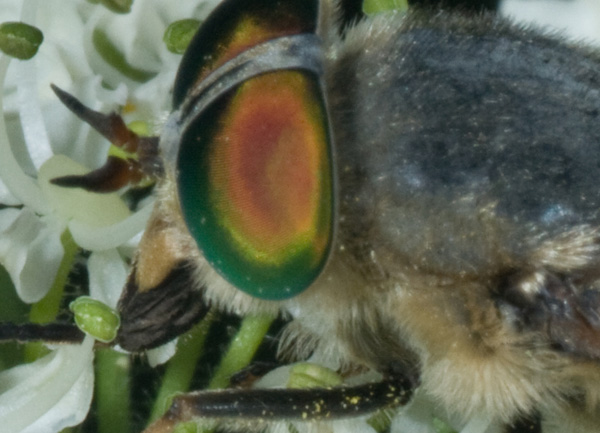 tabanidae