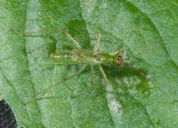 adulto? Miridae: Dicyphus sp.