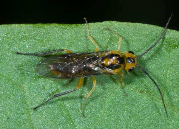 Pamphilidae? No. Probabile Nematus tibialis (Tenthredinidae)