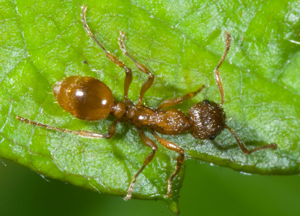 Myrmica sp.