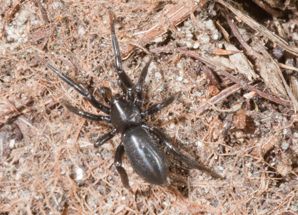 Gnaphosidae