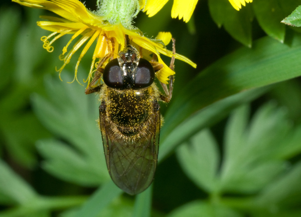 Cheilosia sp. (Syrphidae)