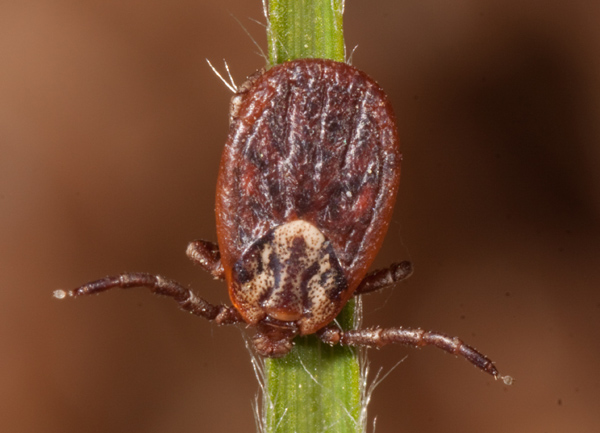 ixodes ricinus?