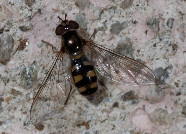 syrphidae