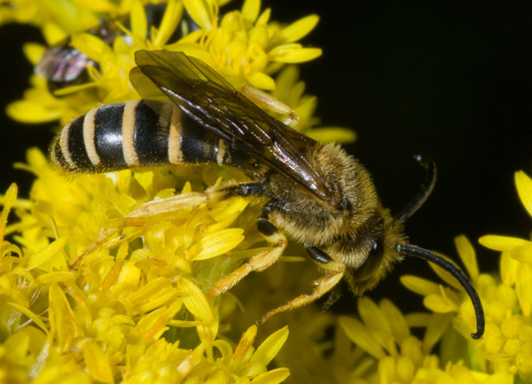 maschio di Halictus scabiosae