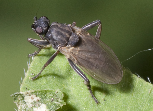 Sphaeroceridae.