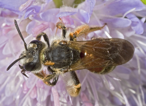 Andrena cfr. hattorfiana  (Apidae Andreninae)