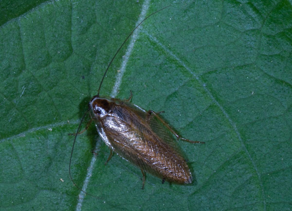 Ectobius sp (gruppo sylvestris)