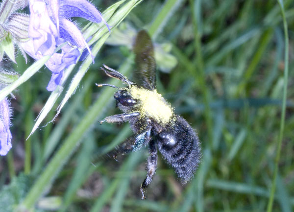 Xylocopa violacea.