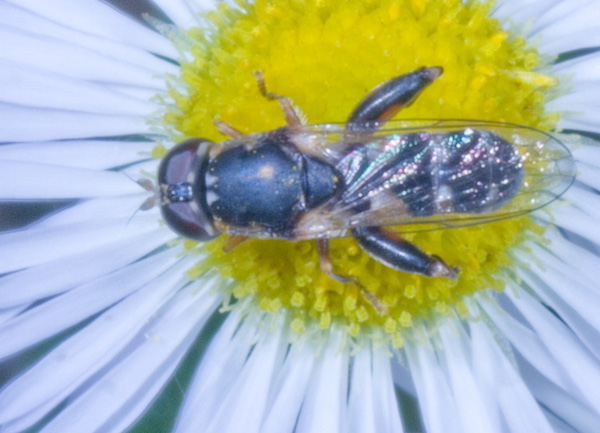 Syritta pipiens (Dittero Syrphidae)