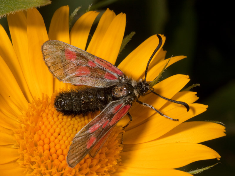 zygaena