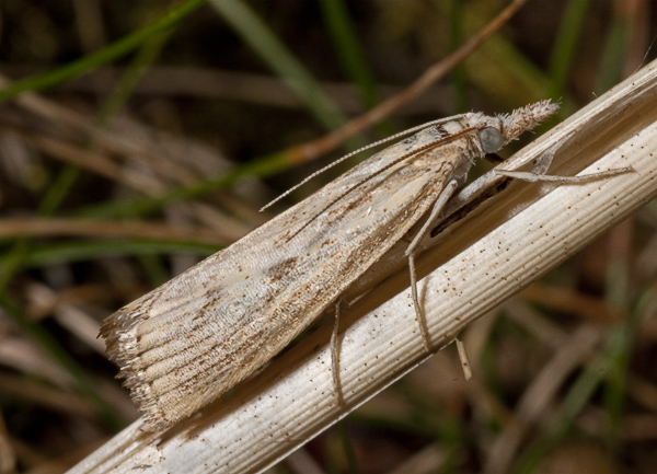 Crambidae - Agriphila cf. inquinatella