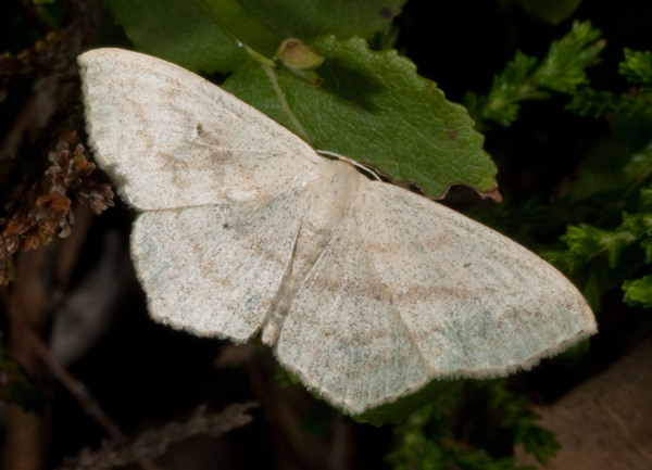 farfalla - Scopula nigropunctata