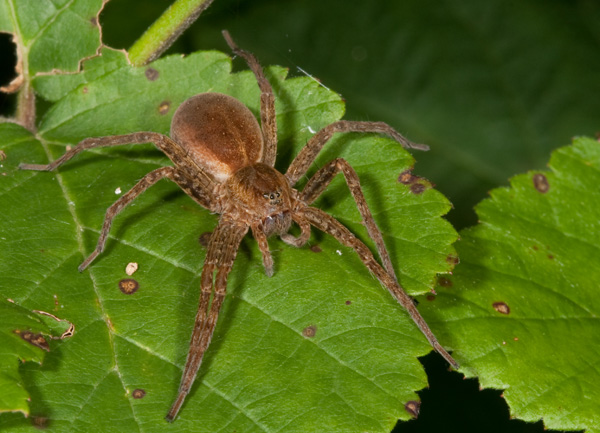 Dolomedes sp.