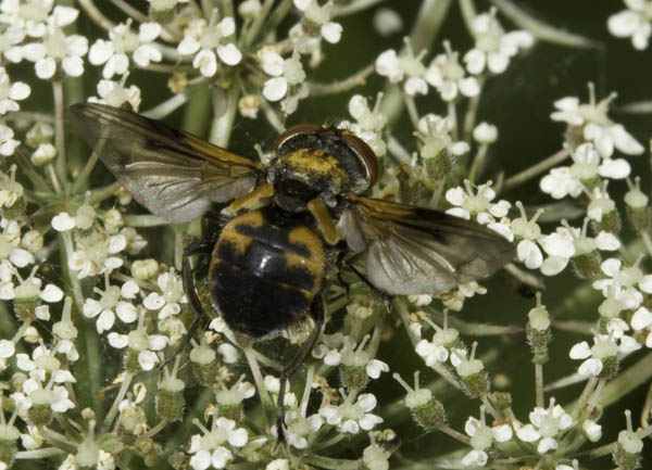 Ectophasia crassipennis (Tachinidae)