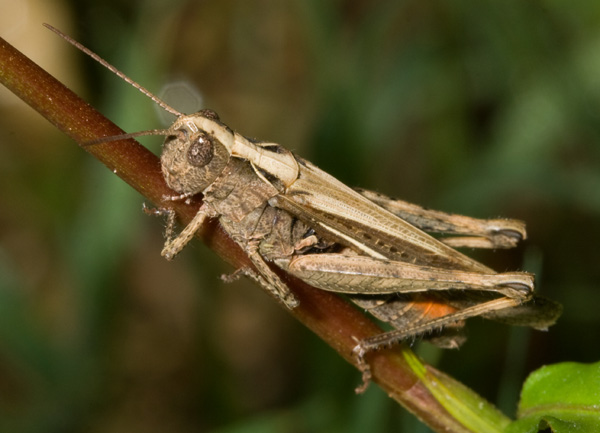 Chorthippus (Glyptobothrus) sp.