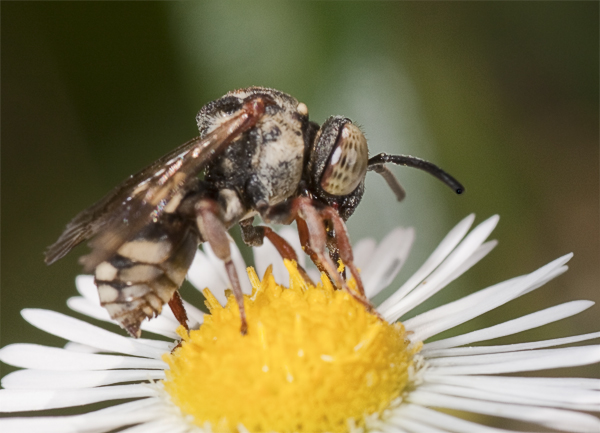 Epeolus sp. M (Apidae)