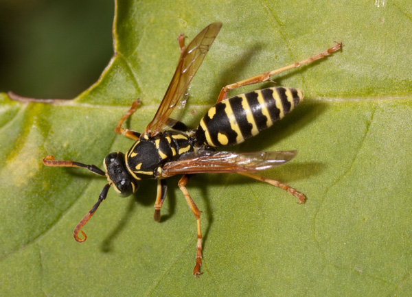 polistes