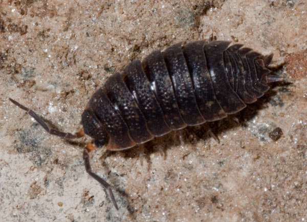 Porcellio sp.