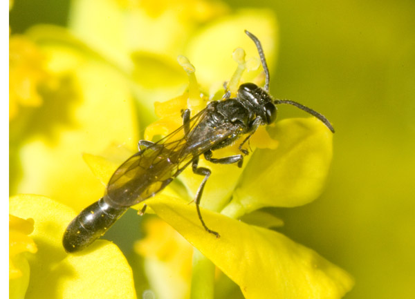 Imenoptero Crabronidae: Trypoxylon sp.