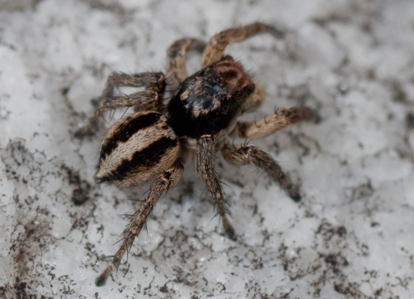 salticidae