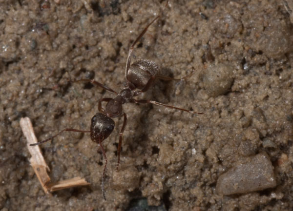 trovata oggi: Formica sp. (Formicidae).