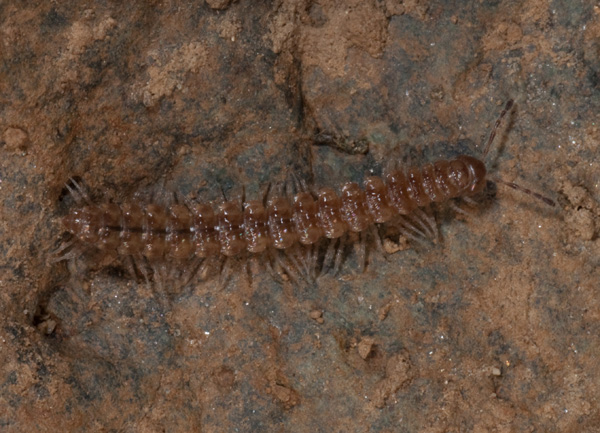 Polydesmus