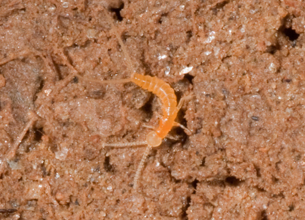 Campodeidae? (Diplura)