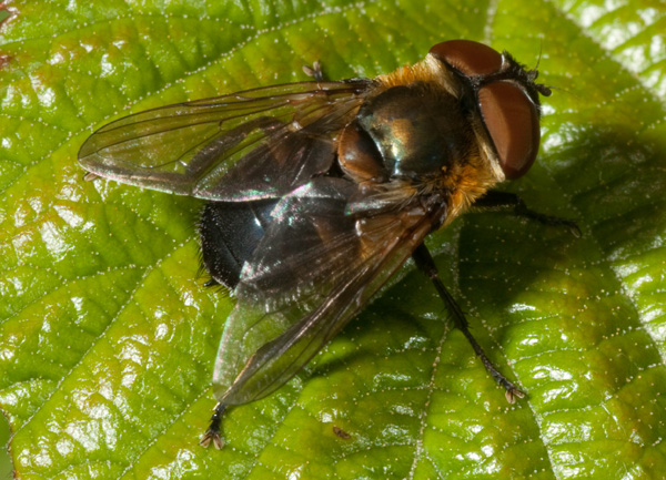 Phasia hemiptera F (Tachinidae)