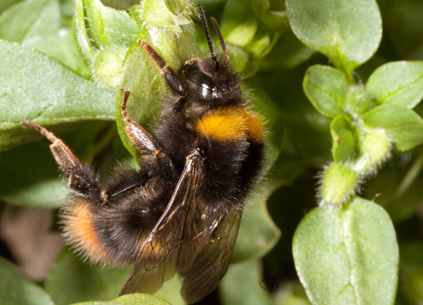 Bombus sp. (pratorum / soroeensis) (Apidae)