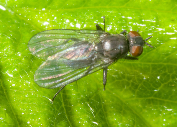 piccola mosca