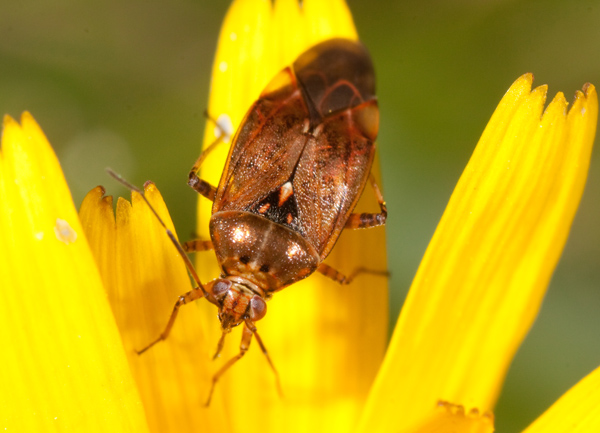 Miridae: Lygus cf. wagneri del Piemonte