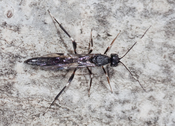 Ichneumonidae Xoridinae, cfr  Xorides sp. (maschio)