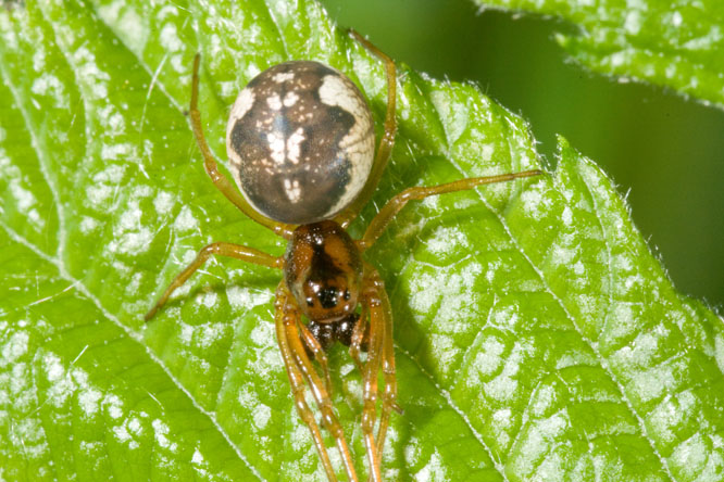 Pachygnatha sp.