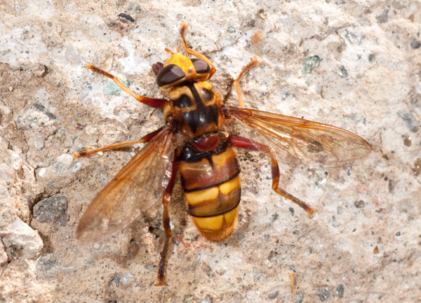 Milesia crabroniformis F (Syrphidae)