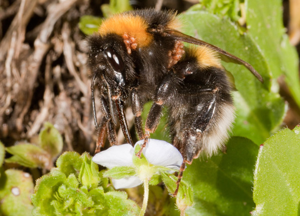 bombus hortorum infestato da acari