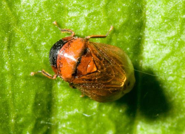 Penthimia nigra