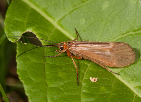 Halesus sp.