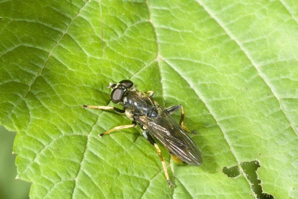 Xylota sp. (Syrophidae)