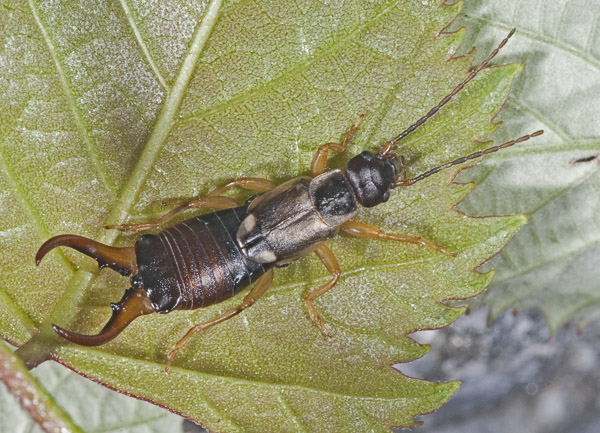 Anechura? No. Forficula auricularia