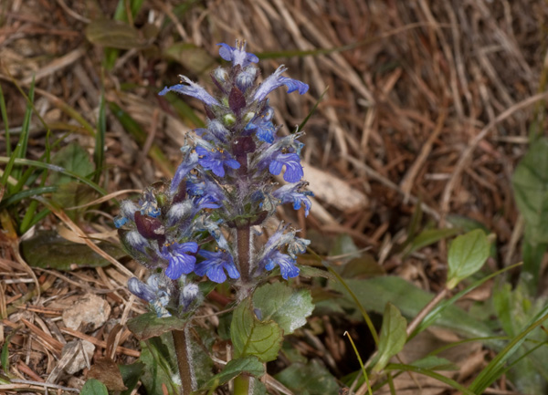 Ajuga reptans / Iva comune, Erba di S.Lorenzo