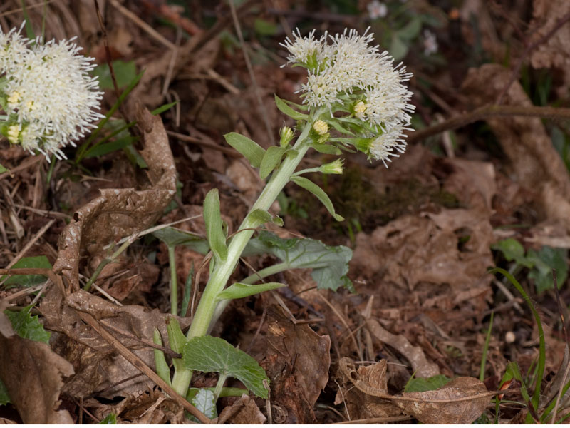 Petasites albus