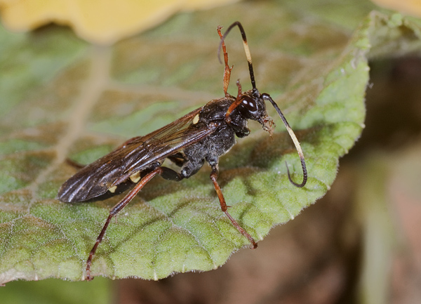 primo della stagione: icneumonide