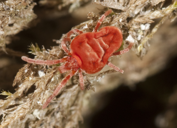 Trombidium sp.